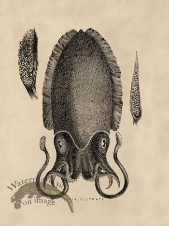 Octopus Tan 11